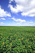 sunflower field, farmland, sunflower, beer, rows, farm produce, agriculture, farm product, agrarian production, food product, groceries, sunflower s plate, sunshine, sunny, sunlit, sunflower-seed oil, sunflowers, leaf, green, plant, husk, blossom, bloom, flower, core, oil, plate, sky, blue, blue sky, feed, fodder, forage, summer, on the sun, rotary, pollen, petal, pounce, pistil, yellow, brown, shaft, CD 0052, Kiss Lszl, Lszl Kiss