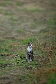 cat, kitten, kitty, field, meadow, alone, lonely, green, nature, countryside, spider web, soil, ground, sand, fur, furry, standing, tabby, stray, pet, animal, animals, tabby cat, Kiss Lszl, Lszl Kiss