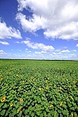 sunflower field, farmland, horizon, boundary, sky, blue, blue sky, cloud, sunflower, beer, rows, farm produce, agriculture, farm product, agrarian production, food product, groceries, sunflower s plate, sunshine, sunny, sunlit, sunflower-seed oil, sunflowers, leaf, green, plant, husk, blossom, bloom, flower, core, oil, plate, feed, fodder, forage, summer, on the sun, rotary, pollen, petal, pounce, pistil, yellow, brown, shaft, CD 0052, Kiss Lszl, Lszl Kiss