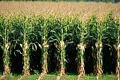 corn, cornfield, agriculture, agricultural land, arable, clod, earth, field, ploughland, tillage, plow, cloud, clouds, meadow, grower, producer, yellow, brown, green, tree, blue, sky, blue sky, bush, bushes, perspective, outdoors, front of, soldierly, order, regular, parallel, row, rows, close-up, Kiss Lszl, Lszl Kiss