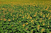 sunflower field, gas oil, diesel oil, diesel fuel, farmland, biodiesel, sunflower-seed oil, agriculture, plant, sunflower, sunflower leaves, agrarian production, food product, groceries, horizon, boundary, sky, blue, blue sky, cloud, beer, rows, farm produce, farm product, sunflower s plate, sunshine, sunny, sunlit, sunflowers, leaf, green, husk, blossom, bloom, flower, core, oil, plate, feed, fodder, forage, summer, on the sun, rotary, pollen, petal, pounce, pistil, yellow, brown, shaft, CD 0052, Kiss Lszl, Lszl Kiss