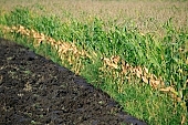 soil, ground, nuggets, arable, clod, earth, field, ploughland, tillage, plow, corn, cornfield, perspective, limitless, beer, rows, nature, agriculture, agricultural land, outdoors, outside, grower, producer, plant, vegetation, green, Kiss Lszl, Lszl Kiss