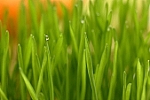 wheat, green, Luca, drop, drops, ad, ads, rf, scenes, water drop, soil, tile, plant, Christmas, air, to be of tender age, photo, foto, photos, photographs, photograph, picture, image, scenery, images, pictures, Luca name-day, flower-pot, care of plants, December, firstling, national traits, national peculiarities, ethnography, orange colour, Kiss Lszl, Lszl Kiss