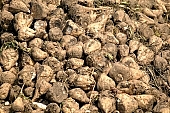 beet, sugar beet, soil, ground, mud, brown, carrot, sugar, close-up, outdoors, outside, agriculture, grower, producer, farmer, Kiss Lszl, Lszl Kiss