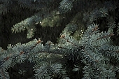 Christmas tree, evergreen, pinewood, plant, rain, winter, season, seasons, cold, snow, snowfall, fall of snow, Christmas, celebrate, solemn, holiday, fir, pine bough, fir branch, green, pine needles, coniferous wood, to foin, cone, pine-cone, silver fir, weather, spruce, snowy, mountain, nature, forest, field, garden, flower-garden, decor, pine scent, pine, larchtree, christmas card, green christmas, festive season, merry christmas, CD 0015, Kiss Lszl, Lszl Kiss