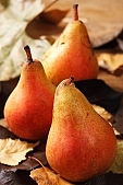 white butter pear, russet pear, warden, pear, leaf, autumn, summer, winter, hasting pear, red, yellow, orange, pear tree, growth, fruit, perry, william pear, CD 0088, Kiss Lszl, Lszl Kiss