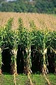 corn, cornfield, agriculture, agricultural land, arable, clod, earth, field, ploughland, tillage, plow, cloud, clouds, meadow, grower, producer, yellow, brown, green, tree, blue, sky, blue sky, bush, bushes, perspective, outdoors, front of, soldierly, order, regular, parallel, row, rows, close-up, standing, Kiss Lszl, Lszl Kiss