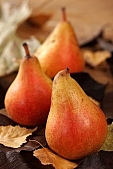 russet pear, warden, pear, leaf, autumn, summer, winter, hasting pear, white butter pear, red, yellow, orange, pear tree, growth, fruit, perry, william pear, CD 0088, Kiss Lszl, Lszl Kiss