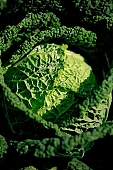 green, bright, savoy cabbage, cabbage, leaf, leaves, cabbage leaf, water, dew, water drop, tear, tear-drop, tearful, wet, rain, rain drop, bio, health, healthy, healthy lifestyle, fitness, wellness, vitamins, vegetarian, shell, countryside, agriculture, cultivation, grower, producer, farmer, garden, horticulture, gardener, soil, eatable, edible, food, salad, vegetable, outdoors, Hungary, round, circle, marble, nature, natural, alone, singleton, single, loneliness, lonely, environment, ambience, light, shadow, standing, Kiss Lszl, Lszl Kiss