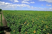 sunflower field, agriculture, plant, sunflower, agrarian production, food product, groceries, farmland, horizon, boundary, sky, blue, blue sky, cloud, beer, rows, farm produce, farm product, sunflower s plate, sunshine, sunny, sunlit, sunflower-seed oil, sunflowers, leaf, green, husk, blossom, bloom, flower, core, oil, plate, feed, fodder, forage, summer, on the sun, rotary, pollen, petal, pounce, pistil, yellow, brown, shaft, CD 0052, Kiss Lszl, Lszl Kiss