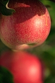 apple, red, fruit, leaf, leaves, tree, limb, fruit tree, apple tree, orchard, garden, agriculture, countryside, grower, farmer, gardener, nature, health, healthy lifestyle, fitness, wellness, vitamins, delicious, juicy, round, eatable, edible, food, sunlight, sunshine, morning, growth, market, still-life, two, pair, outdoors, outside, knowledge, tree of knowledge, Eden, Europe, Hungary, light, close-up, stand alone, Kiss Lszl, Lszl Kiss