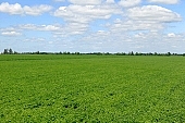 bean, agriculture, plant, farm product, sowing, parcel, vegetable, husky, food product, groceries, boundary, horizon, man, people, agrarian, agricultural board, birds eye view, blue sky, cloud, CD 0052, Kiss Lszl, Lszl Kiss