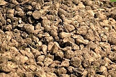 beet, sugar beet, soil, ground, mud, brown, carrot, sugar, close-up, outdoors, outside, agriculture, grower, producer, farmer, Kiss Lszl, Lszl Kiss