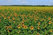 biodiesel, diesel, sunflower field, sunflower, fuel, gas, farmland, sunflower-seed oil, agriculture, plant, sunflower leaves, agrarian production, food product, groceries, horizon, boundary, sky, blue, blue sky, cloud, beer, rows, farm produce, farm product, sunflower s plate, sunshine, sunny, sunlit, sunflowers, leaf, green, husk, blossom, bloom, flower, core, oil, plate, feed, fodder, forage, summer, on the sun, rotary, pollen, petal, pounce, pistil, yellow, brown, shaft, CD 0052, Kiss Lszl, Lszl Kiss
