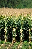 corn, cornfield, agriculture, agricultural land, arable, clod, earth, field, ploughland, tillage, plow, cloud, clouds, meadow, grower, producer, yellow, brown, green, tree, blue, sky, blue sky, bush, bushes, perspective, outdoors, front of, soldierly, order, regular, parallel, row, rows, close-up, standing, Kiss Lszl, Lszl Kiss