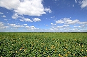sunflower, biodiesel, farm produce, gas oil, diesel oil, diesel fuel, sunflower field, sunflowers, food product, groceries, core, farm product, blue sky, horizon, sunflower s plate, agrarian production, plantation, sunflower-seed oil, boundary, farmland, agriculture, plant, sunflower leaves, sky, blue, cloud, sunshine, sunny, sunlit, leaf, green, husk, blossom, bloom, flower, oil, plate, feed, fodder, forage, summer, on the sun, rotary, pollen, petal, pounce, pistil, yellow, brown, shaft, CD 0052, Kiss Lszl, Lszl Kiss