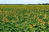biodiesel, fuel, gas, diesel, sunflower field, sunflower-seed oil, boundary, sunflower, food product, groceries, farmland, agriculture, plant, sunflower leaves, agrarian production, horizon, sky, blue, blue sky, cloud, beer, rows, farm produce, farm product, sunflower s plate, sunshine, sunny, sunlit, sunflowers, leaf, green, husk, blossom, bloom, flower, core, oil, plate, feed, fodder, forage, summer, on the sun, rotary, pollen, petal, pounce, pistil, yellow, brown, shaft, CD 0052, Kiss Lszl, Lszl Kiss