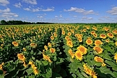 farmland, gas oil, diesel oil, biodiesel, diesel fuel, fuel, gas, sunflower, beer, rows, sunflower field, farm produce, agriculture, farm product, agrarian production, food product, groceries, sunflower s plate, sunshine, sunny, sunlit, sunflower-seed oil, sunflowers, leaf, green, plant, husk, blossom, bloom, flower, core, oil, plate, sky, blue, blue sky, feed, fodder, forage, summer, on the sun, rotary, pollen, petal, pounce, pistil, yellow, brown, shaft, CD 0052, Kiss Lszl, Lszl Kiss