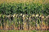 corn, cornfield, agriculture, agricultural land, arable, clod, earth, field, ploughland, tillage, plow, cloud, clouds, meadow, grower, producer, yellow, brown, green, tree, bush, bushes, perspective, outdoors, front of, soldierly, order, regular, parallel, row, rows, close-up, leaf, leaves, dry leaf, Kiss Lszl, Lszl Kiss