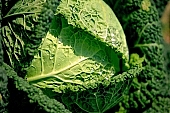 green, bright, savoy cabbage, cabbage, leaf, leaves, cabbage leaf, water, dew, water drop, tear, tear-drop, tearful, wet, rain, rain drop, bio, health, healthy, healthy lifestyle, fitness, wellness, vitamins, vegetarian, shell, countryside, agriculture, cultivation, grower, farmer, garden, horticulture, gardener, soil, eatable, edible, food, salad, vegetable, outdoors, Hungary, round, circle, marble, nature, natural, alone, singleton, single, loneliness, lonely, environment, ambience, light, shadow, ground, producer, Kiss Lszl, Lszl Kiss