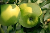 apple, green, yellow, golden, fruit, leaf, leaves, tree, limb, fruit tree, apple tree, orchard, garden, agriculture, countryside, grower, farmer, gardener, nature, health, healthy lifestyle, fitness, wellness, vitamins, delicious, juicy, round, eatable, edible, food, sunlight, sunshine, morning, growth, market, still-life, two, pair, outdoors, knowledge, tree of knowledge, Eden, Europe, Hungary, close-up, outside, Kiss Lszl, Lszl Kiss