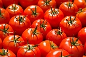 tomato, healthy, meal, fresh, air, shiny, growth, fruit, close-up, red, organic, color, colour, food product, groceries, ripe, picture, image, scenery, images, pictures, photo, foto, photos, photography, photographies, CD 0027, Kiss Lszl, Lszl Kiss