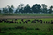 herd, sheperd, animal, breeding, sheep, sheeps, nature, countryside, agriculture, agricultural land, field, meadow, tree, trees, grass, sky, wind, wind-blowed, silence, quiet, lay, laid, lie, recreation, relaxation, repose, rest, corn, cornfield, browse, pasture, grazer, grazing, flock, pack, horde, drove, fold, bird, avion, birds, to float, to wing, flew, flown, fly, flight, to herd, animals, Kiss Lszl, Lszl Kiss