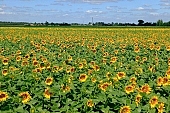 biodiesel, sunflower field, core, gas oil, diesel oil, diesel fuel, fuel, gas, sunflower-seed oil, boundary, sunflower, food product, groceries, plantation, farmland, agriculture, plant, sunflower leaves, agrarian production, horizon, sky, blue, blue sky, cloud, farm produce, farm product, sunflower s plate, sunshine, sunny, sunlit, sunflowers, leaf, green, husk, blossom, bloom, flower, oil, plate, feed, fodder, forage, summer, on the sun, rotary, pollen, petal, pounce, pistil, yellow, brown, shaft, CD 0052, Kiss Lszl, Lszl Kiss