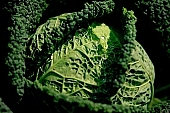 green, bright, savoy cabbage, cabbage, leaf, leaves, cabbage leaf, water, dew, water drop, tear, tear-drop, tearful, wet, rain, rain drop, bio, health, healthy, healthy lifestyle, fitness, wellness, vitamins, vegetarian, shell, countryside, agriculture, cultivation, grower, producer, farmer, garden, horticulture, gardener, soil, eatable, edible, food, salad, vegetable, outdoors, Hungary, round, circle, marble, nature, natural, alone, singleton, single, loneliness, lonely, environment, ambience, light, shadow, Kiss Lszl, Lszl Kiss
