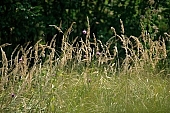 wheat, meadow, field, grain, flower, purple, pink, violet, grass, green, forest, outdoors, Kiss Lszl, Lszl Kiss