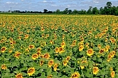 biodiesel, sunflower field, farmland, sunflower-seed oil, gas oil, diesel oil, diesel fuel, agriculture, plant, sunflower, agrarian production, food product, groceries, horizon, boundary, sky, blue, blue sky, cloud, beer, rows, farm produce, farm product, sunflower s plate, sunshine, sunny, sunlit, sunflowers, leaf, green, husk, blossom, bloom, flower, core, oil, plate, feed, fodder, forage, summer, on the sun, rotary, pollen, petal, pounce, pistil, yellow, brown, shaft, CD 0052, Kiss Lszl, Lszl Kiss