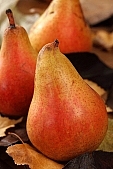 russet pear, pear, leaf, autumn, summer, winter, hasting pear, white butter pear, red, yellow, orange, pear tree, warden, growth, fruit, perry, william pear, CD 0088, Kiss Lszl, Lszl Kiss