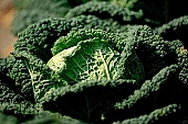 green, bright, savoy cabbage, cabbage, leaf, leaves, cabbage leaf, water, dew, water drop, tear, tear-drop, tearful, wet, rain, rain drop, bio, health, healthy, healthy lifestyle, fitness, wellness, vitamins, vegetarian, shell, countryside, agriculture, cultivation, grower, producer, farmer, garden, horticulture, gardener, soil, eatable, edible, food, salad, vegetable, outdoors, Hungary, round, circle, marble, nature, natural, alone, singleton, single, loneliness, lonely, environment, ambience, light, shadow, close-up, Kiss Lszl, Lszl Kiss