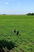 bean, agriculture, plant, farm product, sowing, parcel, vegetable, husky, food product, groceries, boundary, horizon, man, people, agrarian, agricultural board, CD 0052, Kiss Lszl, Lszl Kiss
