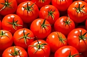 tomato, healthy, meal, fresh, air, shiny, growth, fruit, close-up, red, organic, color, colour, food product, groceries, tomato drink, tomato soup, ripe, picture, image, scenery, images, pictures, photo, foto, photos, photography, photographies, CD 0027, Kiss Lszl, Lszl Kiss