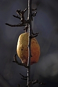 warden, sleepy, core, jacket, form, shape, tree, pear, pear tree, pear trees, plant, outdoors, outside, garden, fruit, orchard, fruit tree, branch, bough, twig, deadwood, dead bough, yellow, reddish, day, daytime, sunlight, ripe, unseasoned, season, autumn, pear shape, color, colour, colors, colours, one, one piece, sagging, to sag, CD 0014, Kiss L�szl�, L�szl� Kiss
