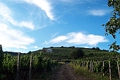 Tokaj, Tokaj, szőlő, sorok, bőr, termés, növény, agrár, napsütés, kék, ég, CD 0200