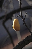 tree, one, one piece, pear, pears, fruit tree, branch, bough, twig, branches, pear tree, pear trees, plant, outdoors, outside, garden, fruit, orchard, deadwood, dead bough, yellow, reddish, day, daytime, sunlight, ripe, unseasoned, season, autumn, warden, stewed fruit, conserve, bottled fruit, to mature, sleepy, core, jacket, form, shape, pear shape, color, colour, colors, colours, sagging, to sag, CD 0014, Kiss L�szl�, L�szl� Kiss