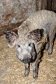 hog, pig, swine, piges, swines, piggery, straw, reserve, animal, homestead, farm, boondocks, boonies, nature, breeding, 2008, CD 0020, Kiss Lszl, Lszl Kiss