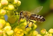 méh, méh, nektár, dolgozik, sárga, virág, szorgalmas, természet, egészség, leszállás, virágpor, méhecske, állat, állatok, agrár, beporzás, tavasz, napfény, szépség, virág, virágzás, virág