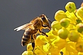 méh, méh, szorgos, sárga, dolgozik, gyüjtő, méz, tavasz, virág, szorgalmas, természet, légy, kert, zöld, narancssárga, rovar, kar, veszélyes, stílus, virágpor, szirom, állat, állatok, agrár, szépség, virág, virágzás, virág