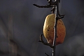tree, pear, plant, outdoors, outside, garden, fruit, orchard, fruit tree, branch, bough, twig, yellow, day, sunlight, ripe, unseasoned, season, autumn, core, color, colour, colors, colours, CD 0014, pear tree, pear trees, deadwood, dead bough, reddish, warden, sleepy, jacket, form, shape, pear shape, one, one piece, sagging, to sag, daytime, Kiss L�szl�, L�szl� Kiss