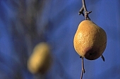 pear trees, plant, outdoors, outside, garden, fruit, orchard, fruit skin, fruit jacket, fruit tree, tree, pear, pears, pear tree, branch, bough, twig, branches, deadwood, dead bough, yellow, reddish, day, daytime, sunlight, ripe, unseasoned, season, autumn, warden, stewed fruit, conserve, bottled fruit, to mature, sleepy, core, jacket, form, shape, candied peel, pear shape, color, colour, colors, colours, one, one piece, sagging, to sag, CD 0014, Kiss L�szl�, L�szl� Kiss
