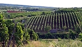 Tokaj, Tokaj, szőlő, sorok, bőr, termés, növény, agrár, CD 0200